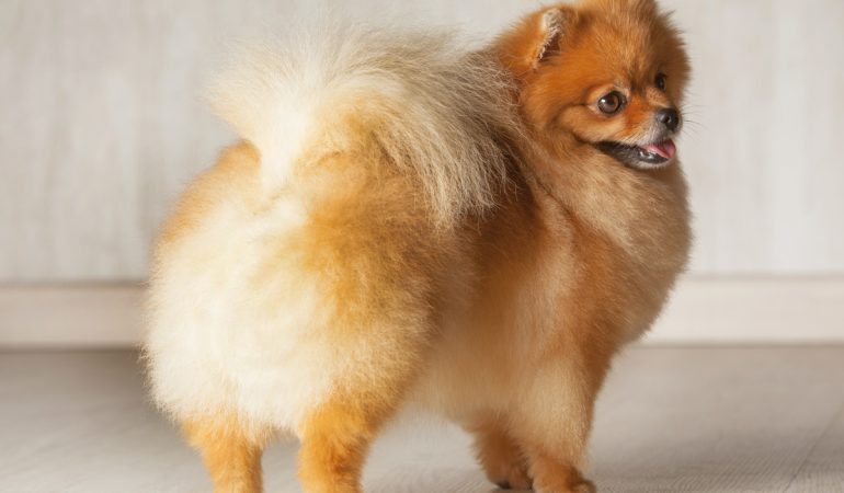 um cão da raça lulu da pomerânia