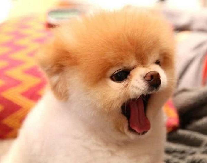 um cão da raça lulu da pomerânia se sentindo cansado por causa de uma anemia.