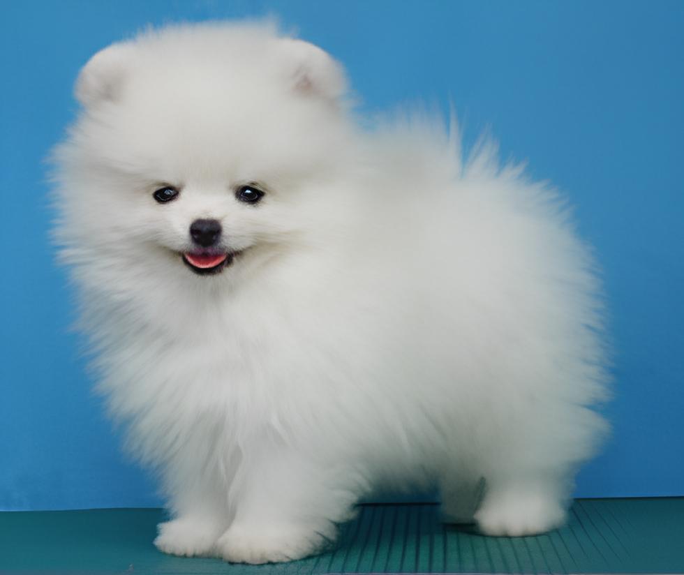 um cão da raça lulu da pomerânia na pelagem branca.