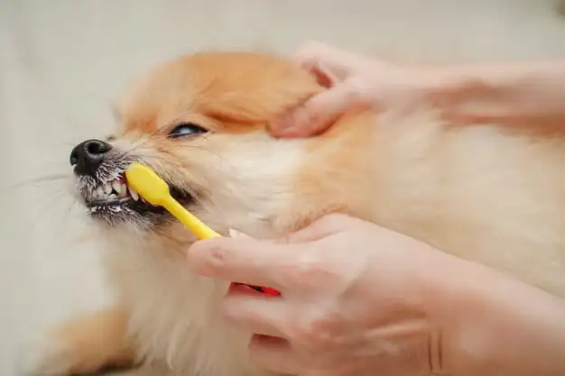 um cão da raça lulu d apomerânia escovando os dentes.