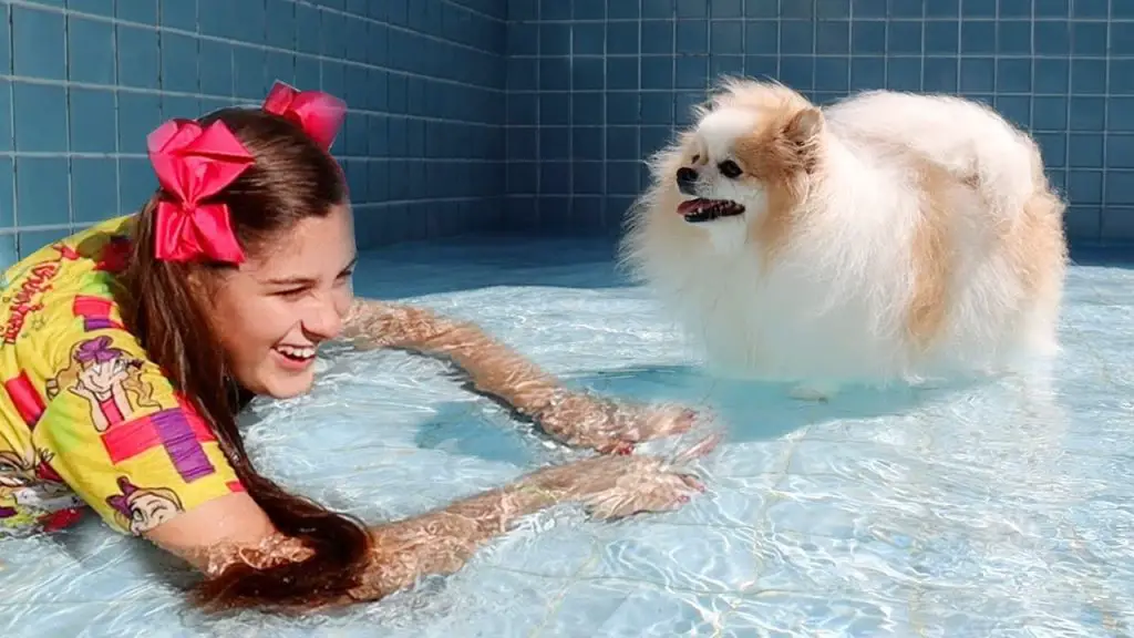 um cão da raça lulu da pomerânia com sua tutora dentro de uma piscina.