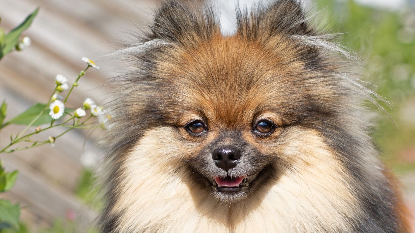 um cão da raça lulu da pomerânia com focinho molhado.