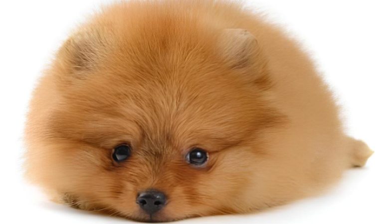 um cão da raça lulu d apomerânia deitado com dor.