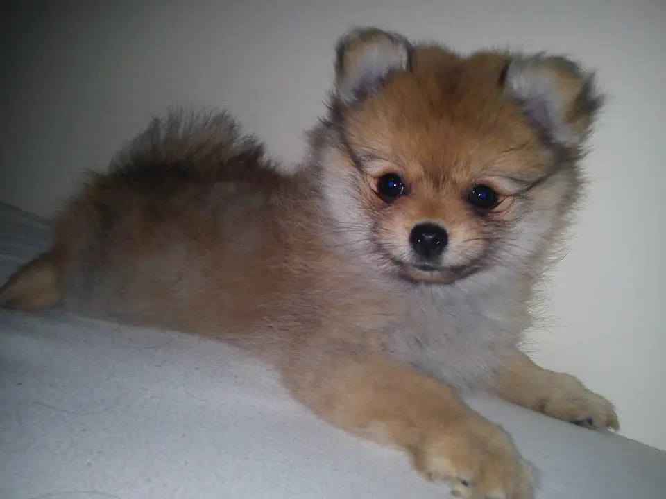 um cão filhote da raça lulu da pomerânina.