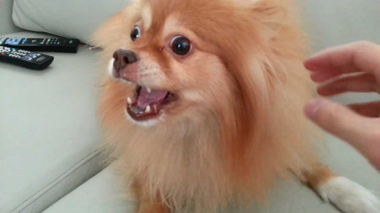 Latido de Lulus da Pomerânia