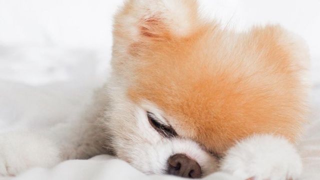 um cão da raça lulu da pomerânia deitado dormindo e roncando.