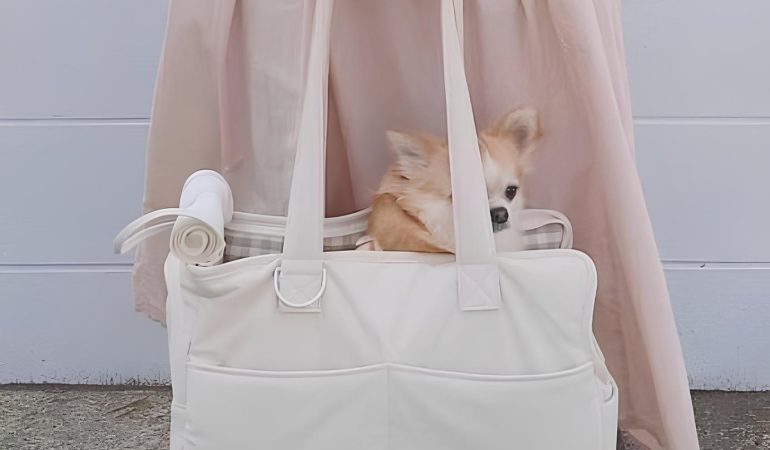 um cão da raça lulu da pomerânia dentro de uma bolsa de transporte.