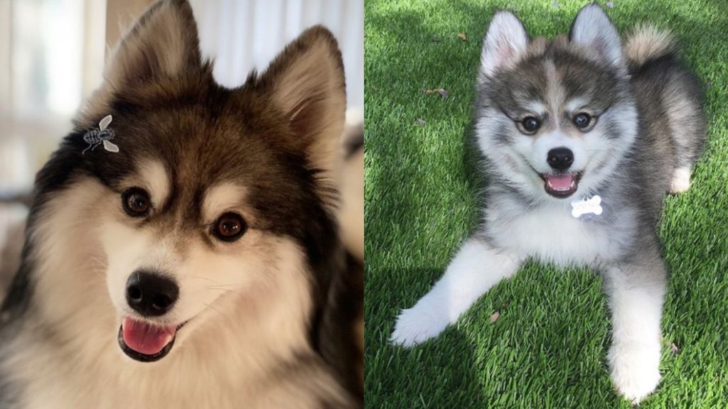 dois cães de cruzamento das raças lulu da pomerânia e husky siberiano.