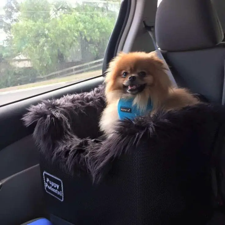 um cão da raça lulu da pomerânia dentro de um carro com cadeirinha e cinto de segurança para viagem