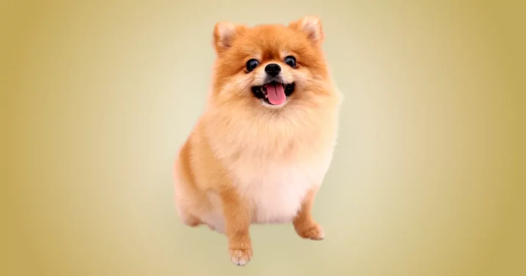 um cão da raça lulu da pomerânia sentado com língua de fora.