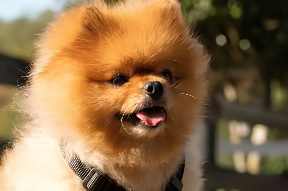 Lulus da Pomerânia com língua de fora e respiração rápida.