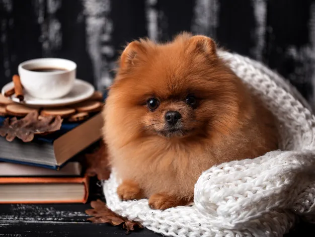 um cão da raça lulu da pomerânia com cobertor e livros ao seu lado.