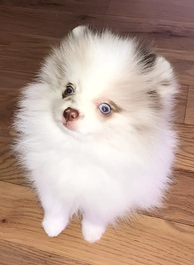 um cão da raça lulu da pomerânia com olhos azuis.