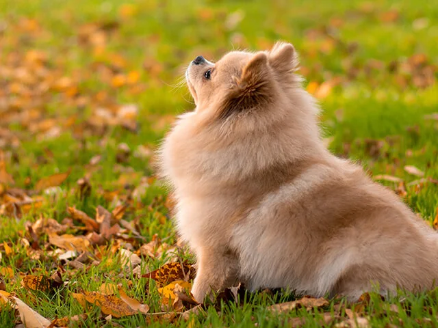 um com da raça lulu da pomerânia agitado em um gramado.