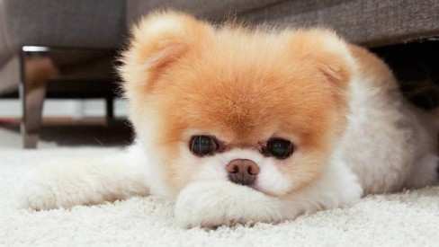 um cão da raça lulu da pomerânia deitado ao chão.