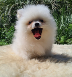 lulu da pomerânia bocejando com sono.