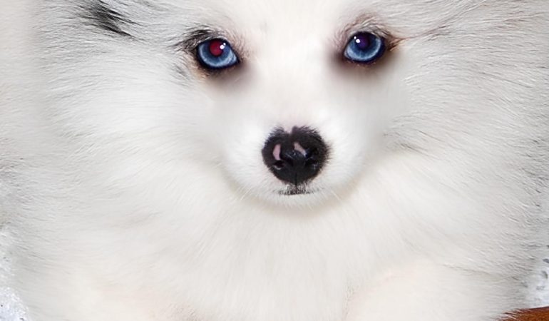 um cão da raça lulu da pomerânia com pelagem branca e olhos azuis deitado em um chão descansando.