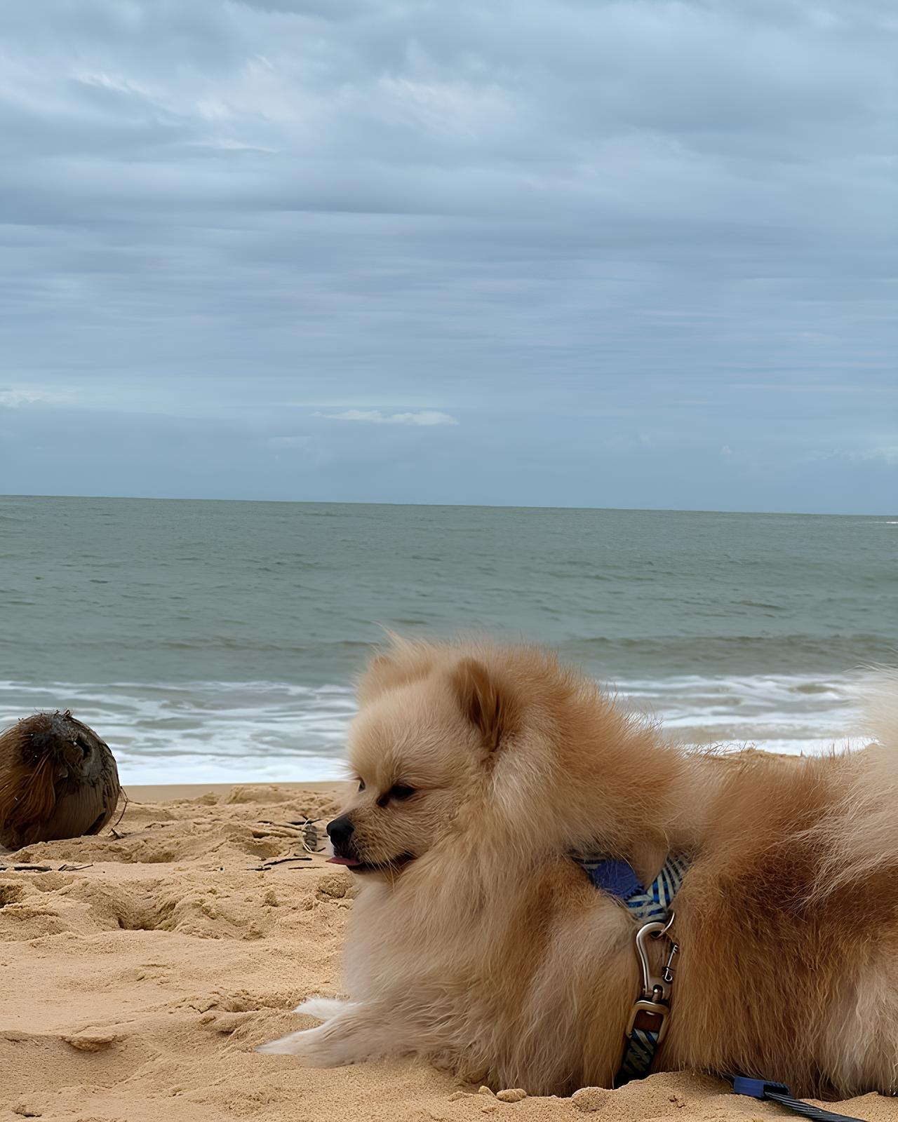 um cão d raça lulu da pomerânia deitado em uma areia de praia com uma guia de passeio.