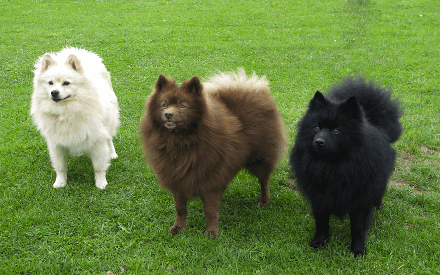 três cães da raça lulu da pomerãnia em um gramado, sendo um na pelagem preta, branca e chocolate.