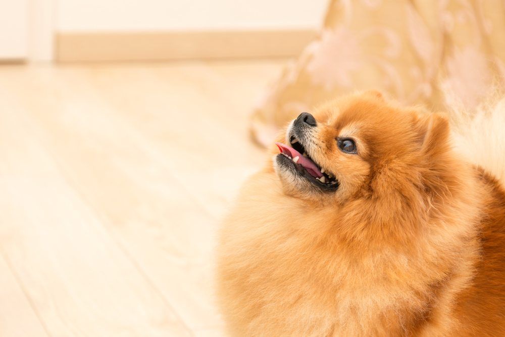 um cão da raça lulu da pomerânia 