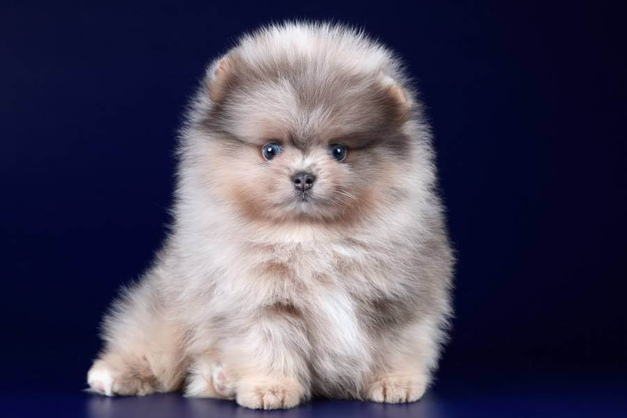 um cão filhote da raça lulu da pomerânia