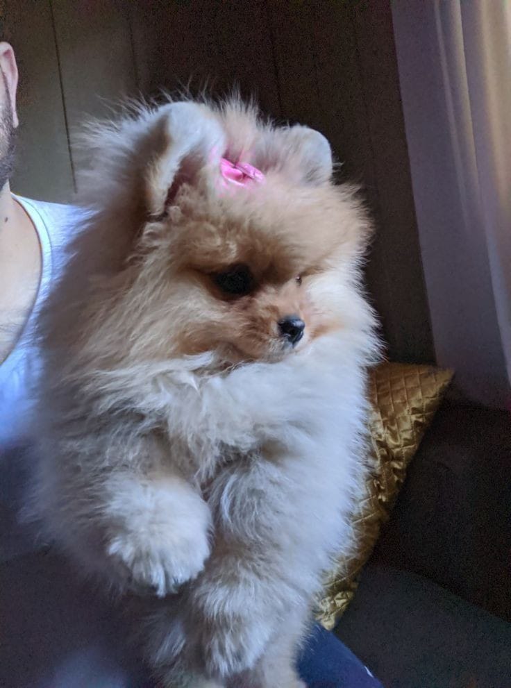 um cão da raça lulu da pomerânia no colo de sua tutora.