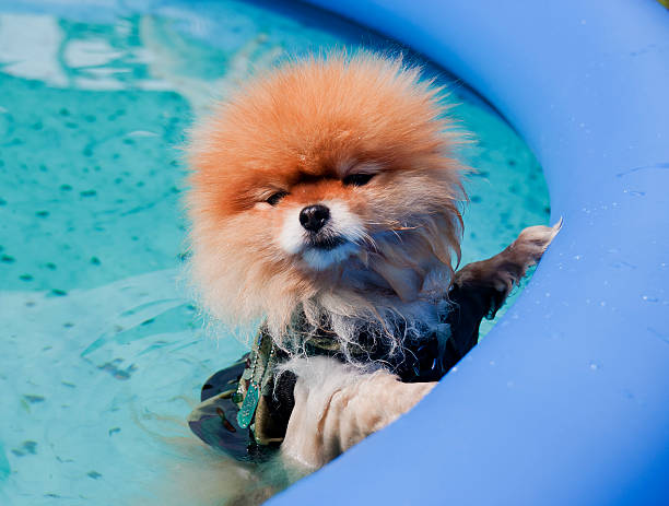 um cão da raça lulu da pomerânia em uma piscina fazendo natação