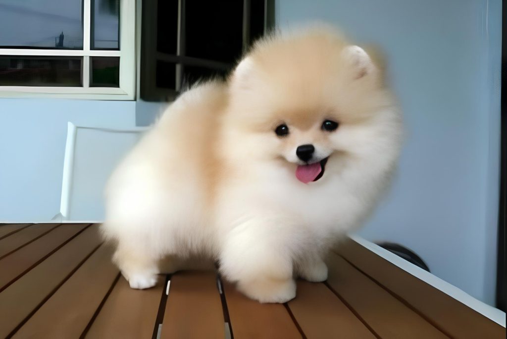 um cão da raça lulu da pomerânia micro.