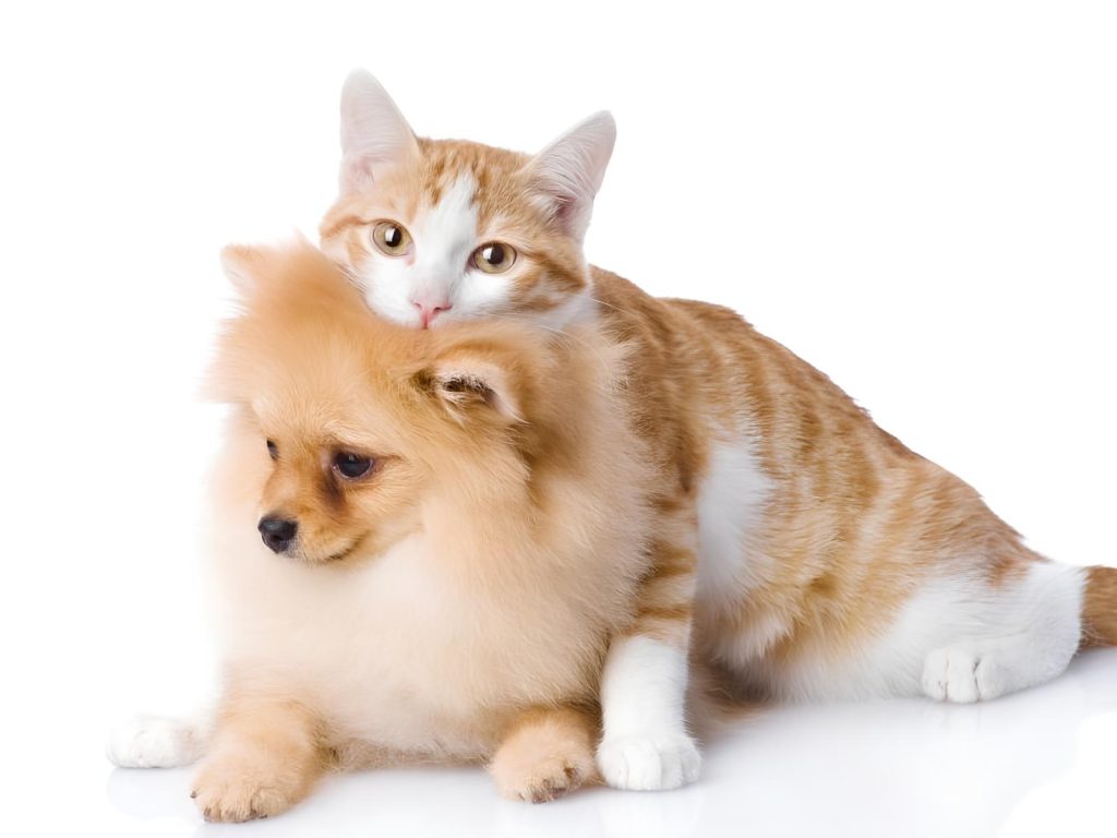 um cão da raça lulu da pomerânia e um gato em cima dele.