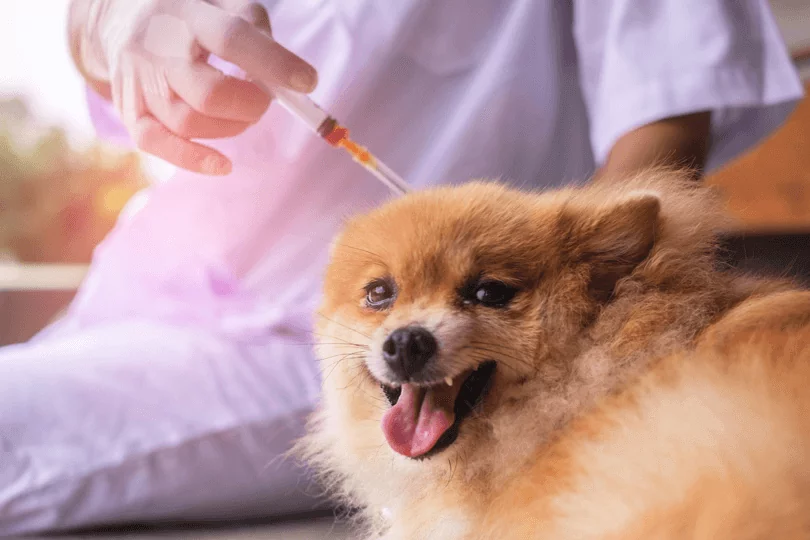um cão da raça lulu da pomerânia sendo aplicado uma insulina 