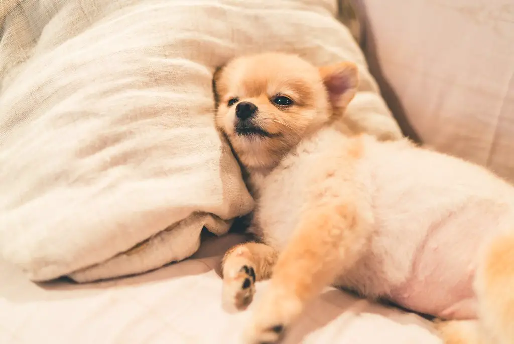 um cão da raça lulu da pomerânia deitado de lado em uma cama, 