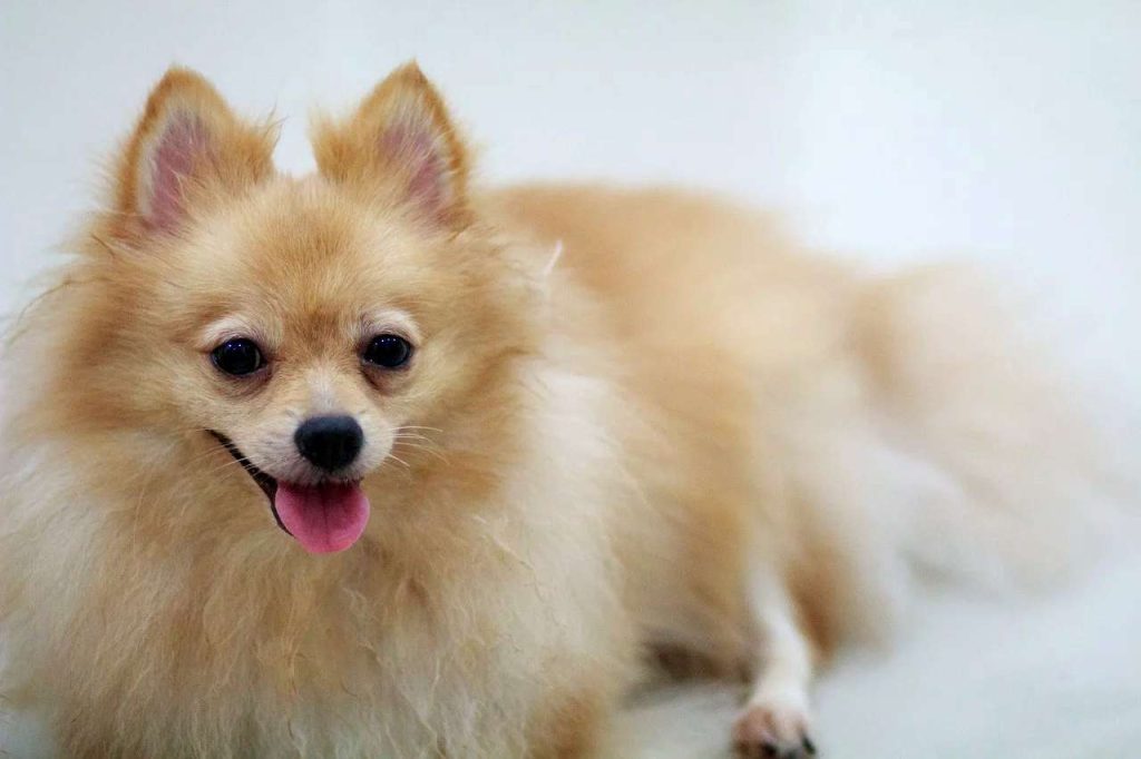 um cão da raça lulu da pomerânia deitado com sintomas de desidratação