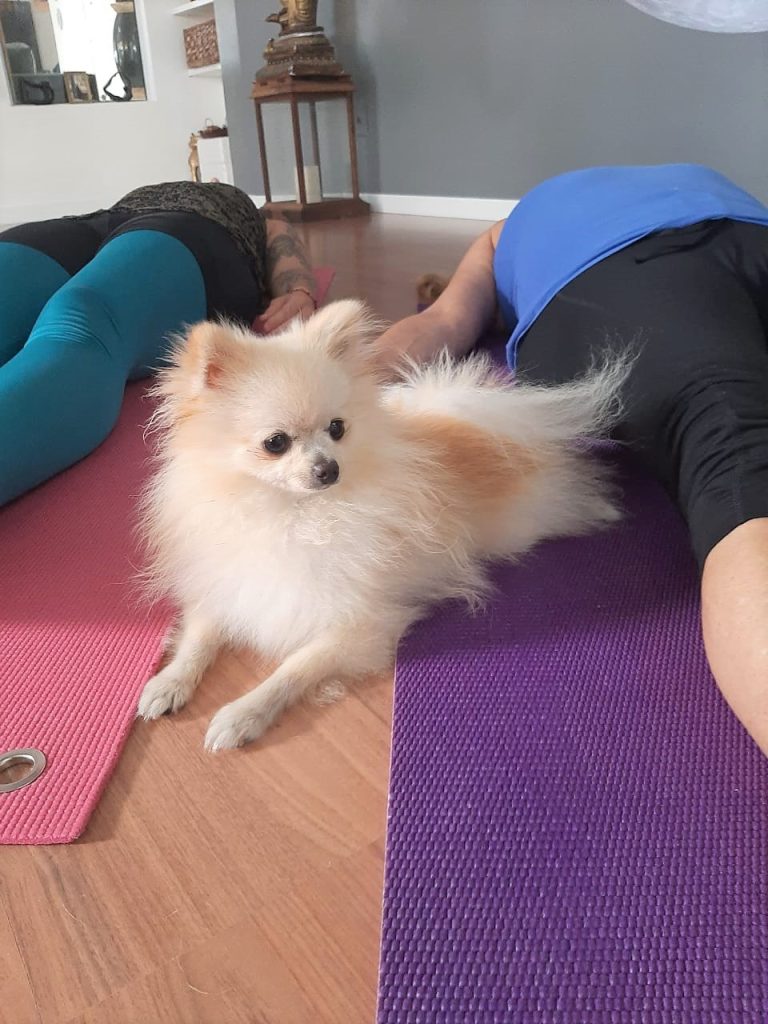 um cão da raça lulu da pomerânia fazendo quiropraxia.