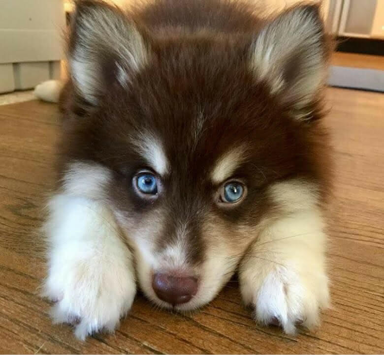 um cão da raça pomsky
