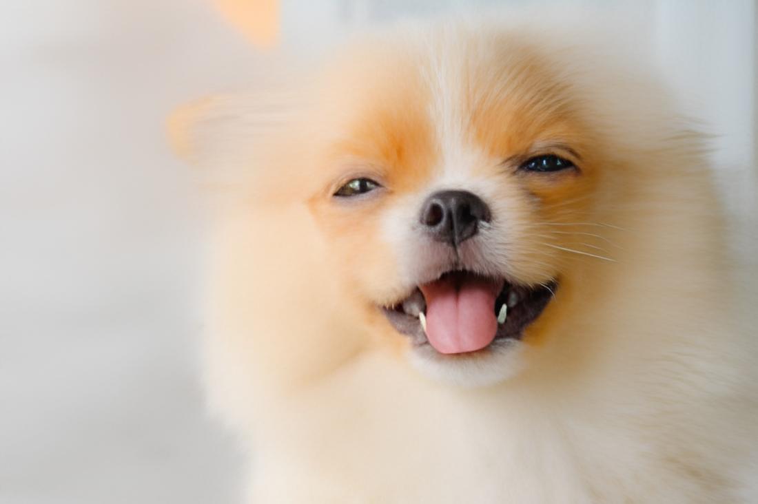 um cão da raça lulu da pomerânia com a língua de fora.