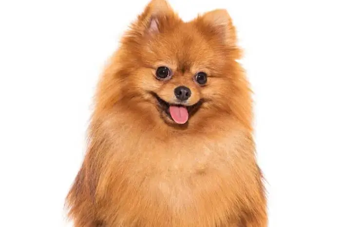 um cão da raça lulu da pomerânia na pelagem laranja