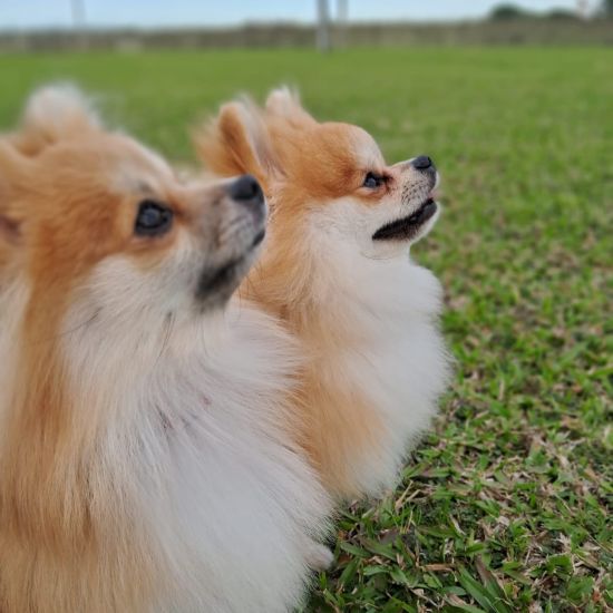 dois cães da raça lulu da pomerânia em um gramado.