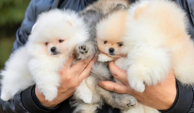 cães filhotes da raça lulu d apomerânia sendo segurados no colo por uma pessoa.