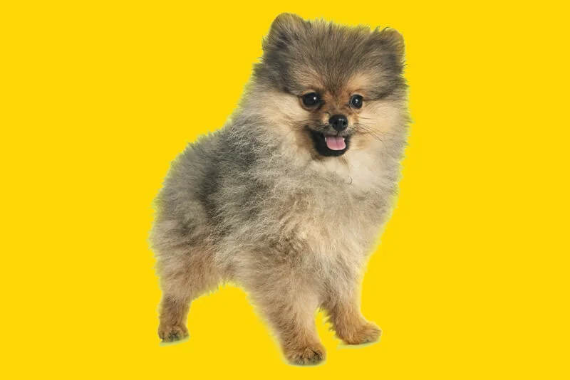 cão da raça lulu da pomerãnia.