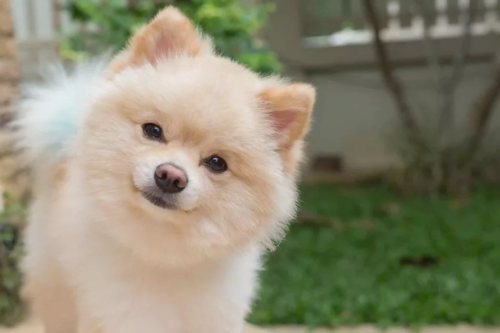 um cão da raça lulu da pomerânia na pelagem clara em um jardim em clima de verão.