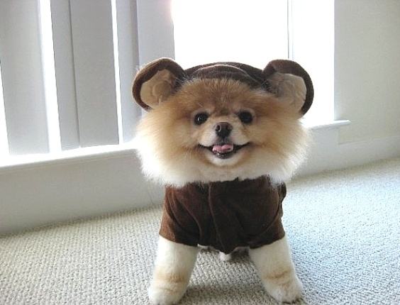 um cão da raça lulu da pomerânia com roupinha pet com toca na cor marrom.