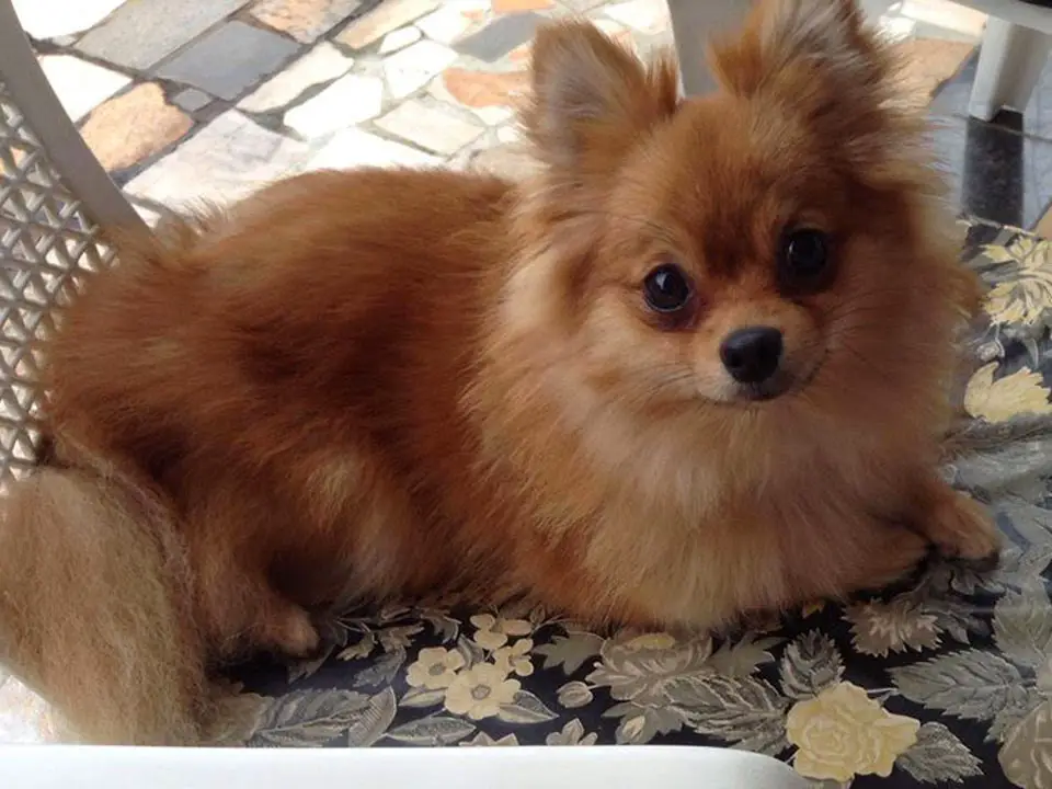 um cão da raça lulu da pomerânia deitado no chão.