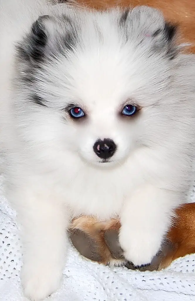 um cão da raça lulu da pomerânia com olhos azuis deitado no chão