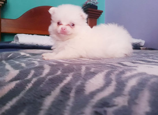 um cão da raça lulu da pomerânia filhote  em cima de uma cama deitado.