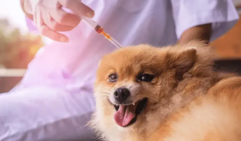 Um cão da raça lulu da pomerânia tomando aplicação de insulina.