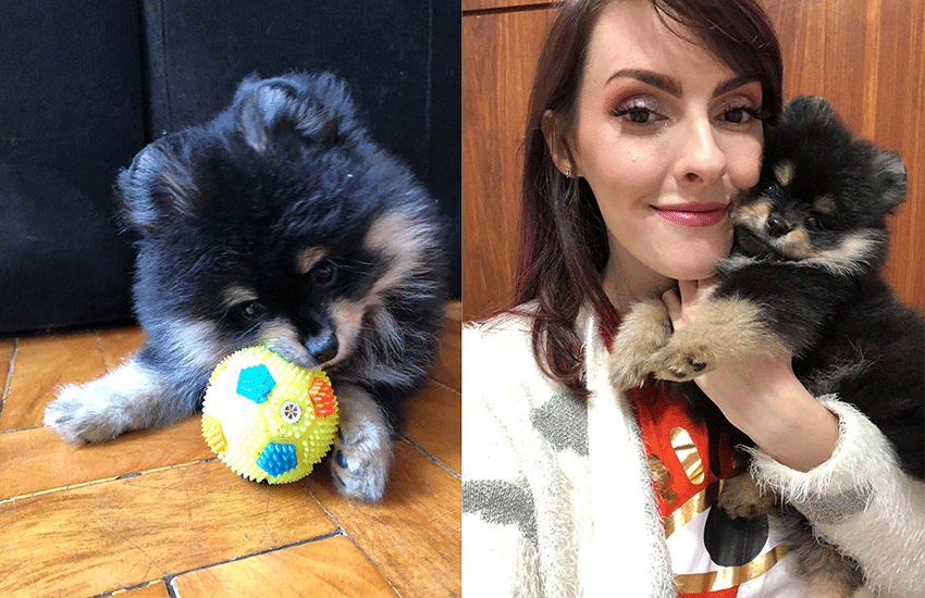 um cão da raça lulu da pomerânia deitado no chão e outro sendo segurando por uma mulher em seu colo.