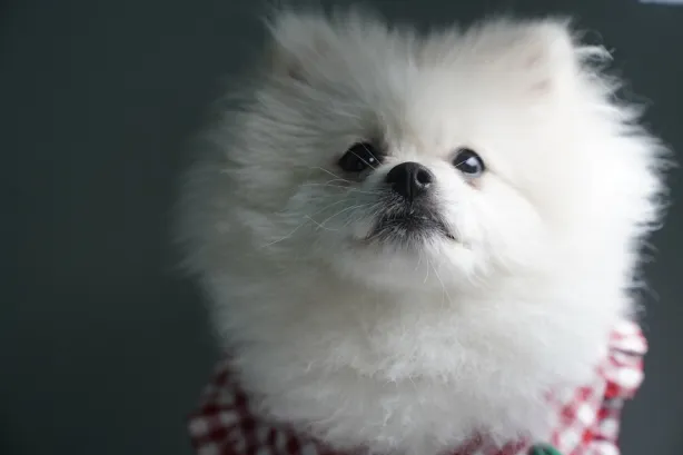 um cão da raça lulu da pomerãnia