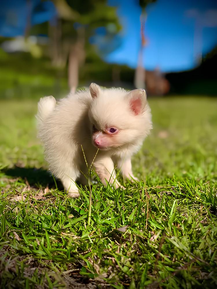 um cão filhote da raça lulu da pomerânia com albinismo em um gramado.