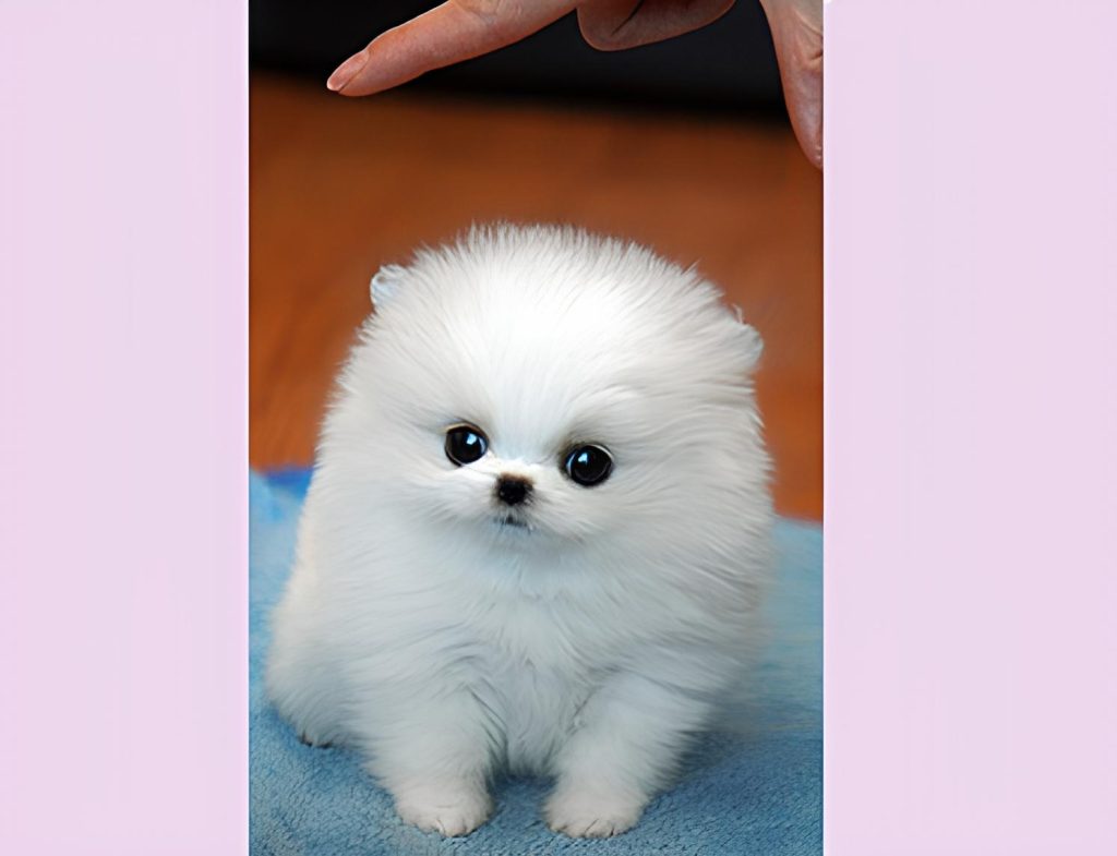 um cão da raça lulu da pomerânia mini na pelagem branca.