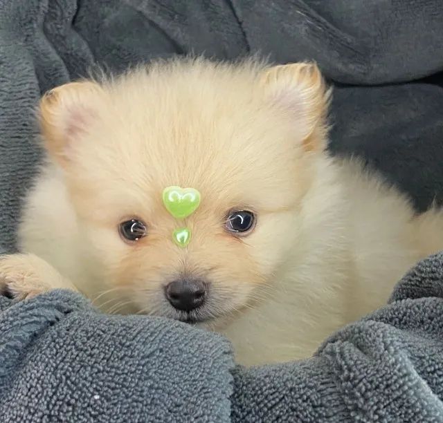 um cão da raça lulu da pomerânia filhote deitado em um cobertos com os olhos lacrimejando.